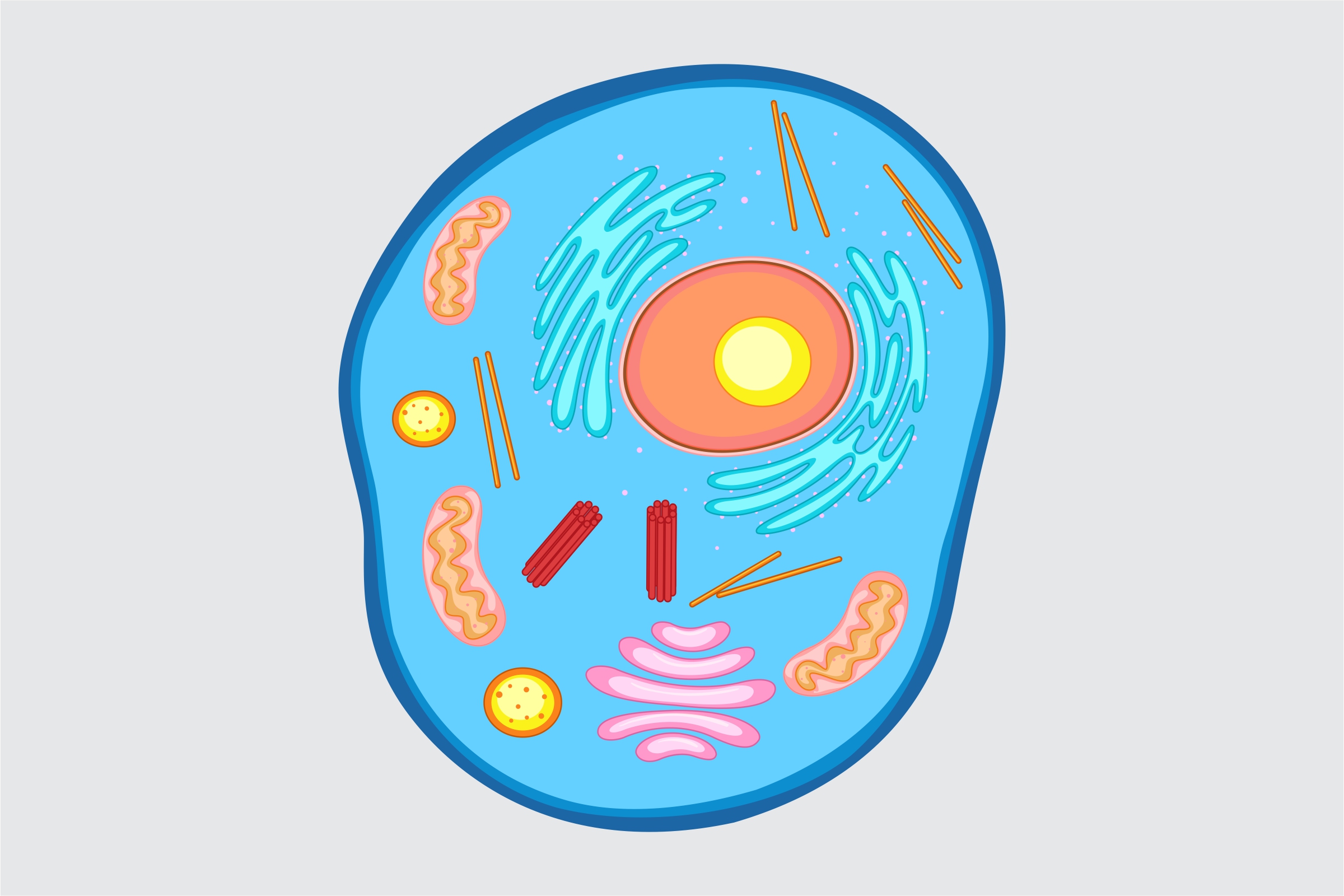 this is a eukaritoic cell