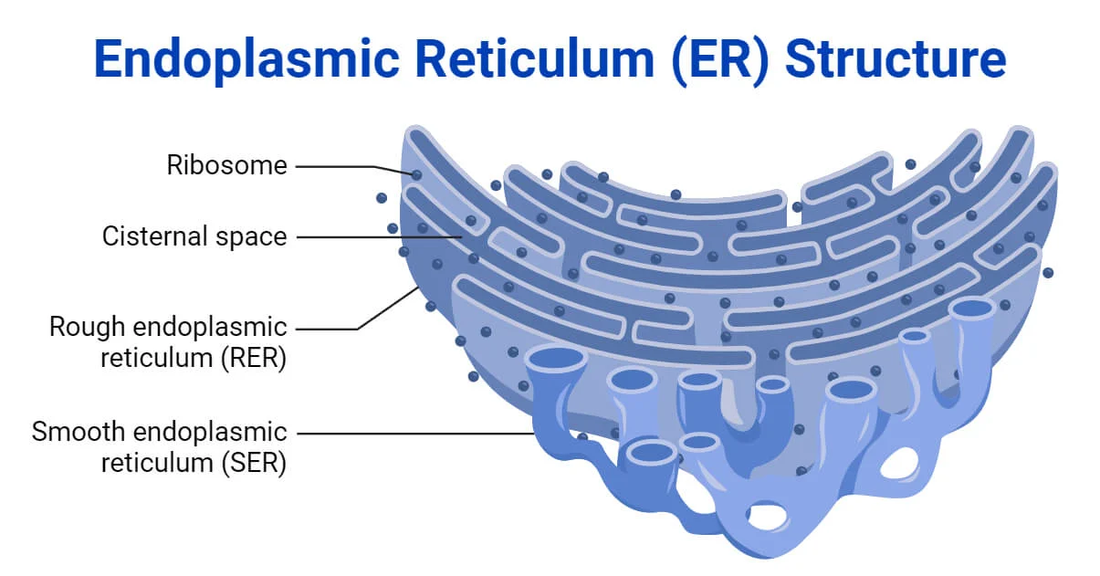 this is a diagram of the Endoplasmic Reticulum