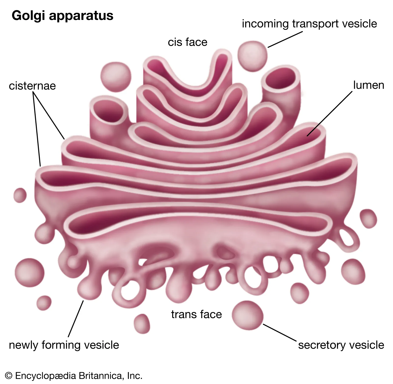 this is a diagram of the Golgi