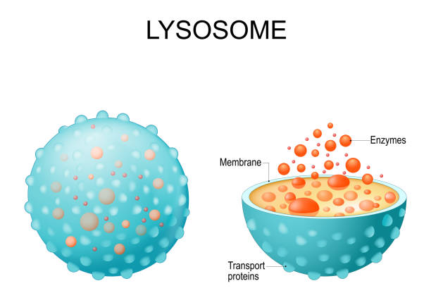 this is a diagram of Lysosomes