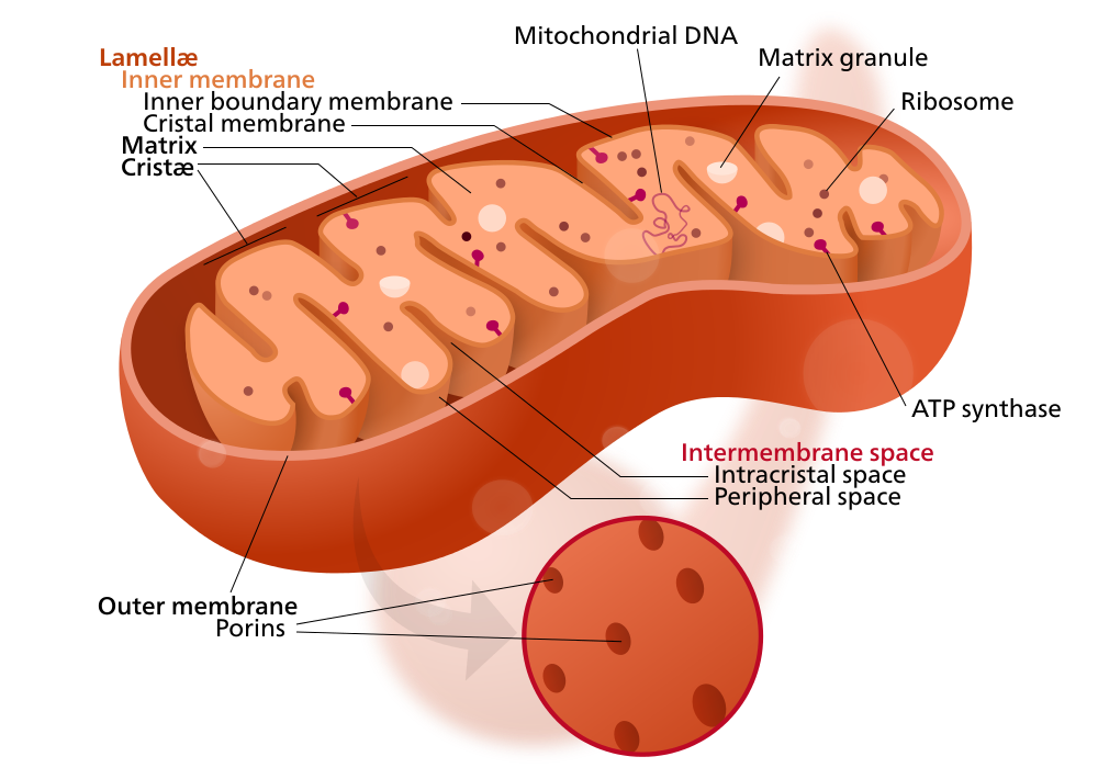 this is a picture of mitochondria