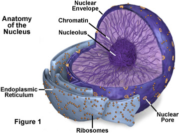 this is a diagram of the nucleus